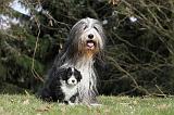 BEARDED COLLIE 089